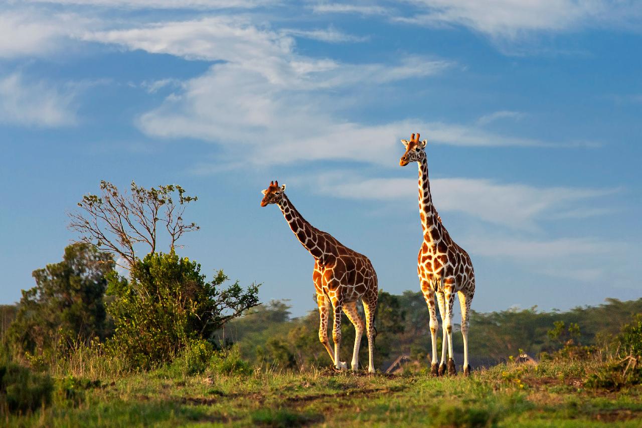 Kenya Szafari és Tengerparti nyaralás 